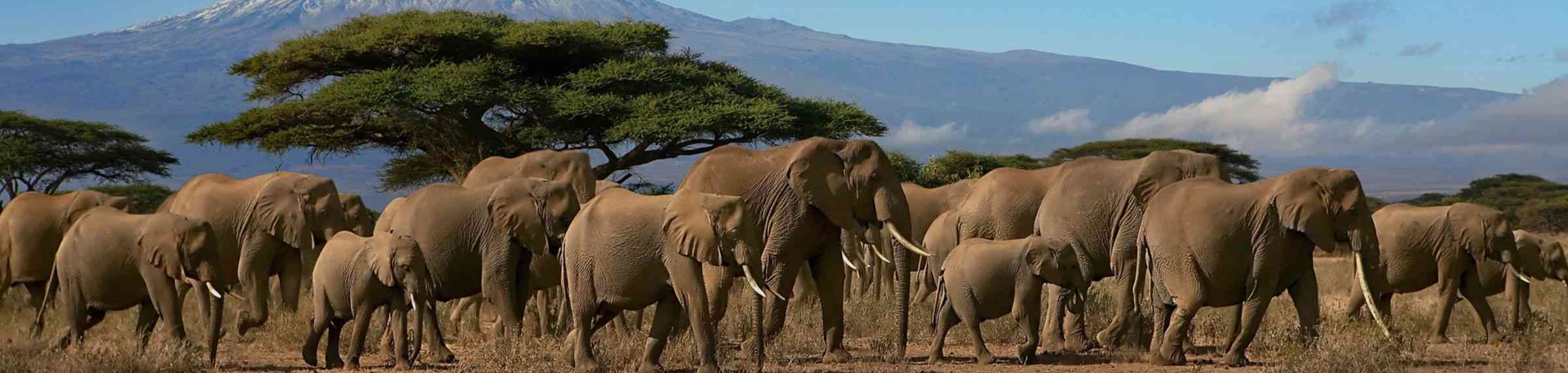 Kenya Safari Tours and Travel